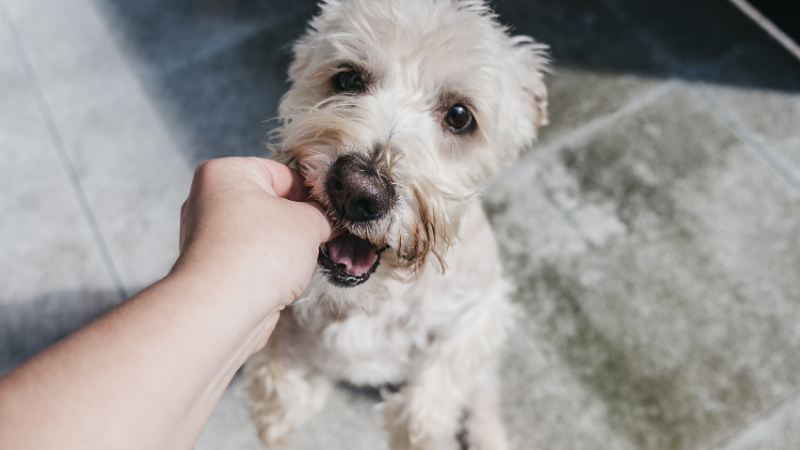 are blueberries bad for dogs to eat