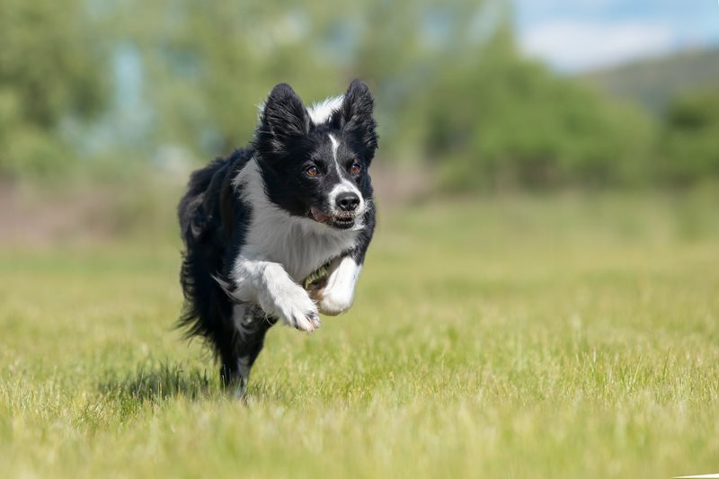 Border-Collie-Petsecure.jpeg