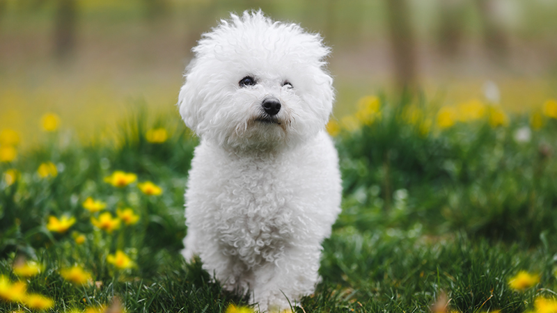 A Bichon Frise in a field of yellow flowers