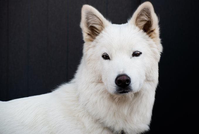Guide sur le chien Jindo : est-ce un bon compagnon pour vous?