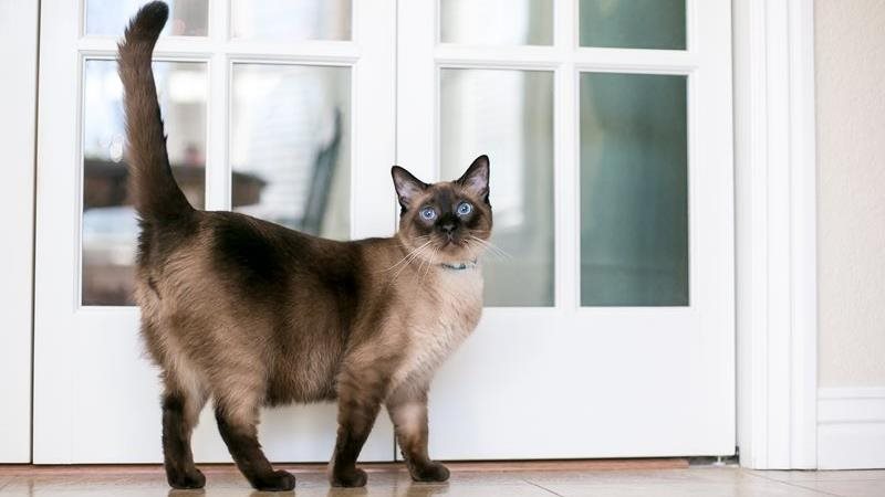 A Siamese cat walks in front of a white set of French doors