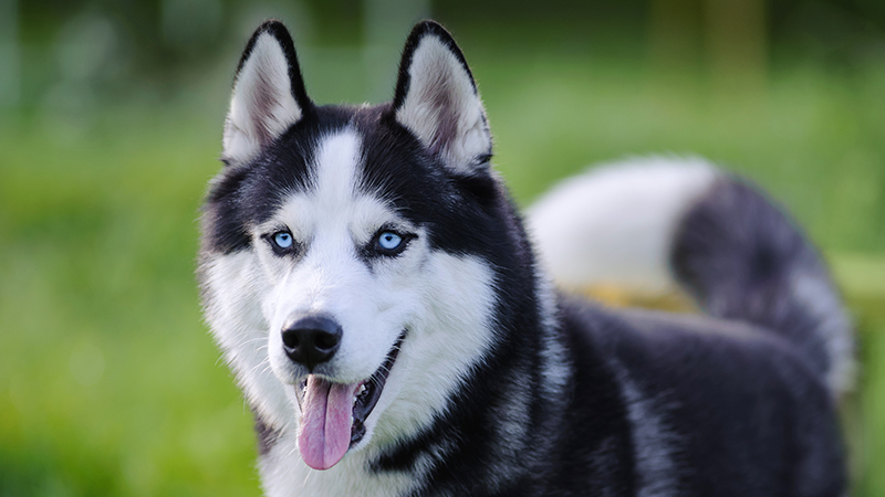 A Siberian Husky posing for the camera with its tongue out