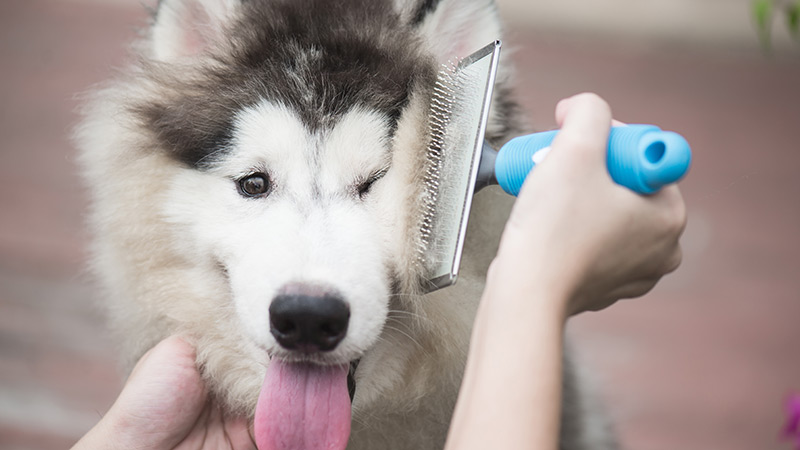 winter-dog-groom-3-(1).jpg