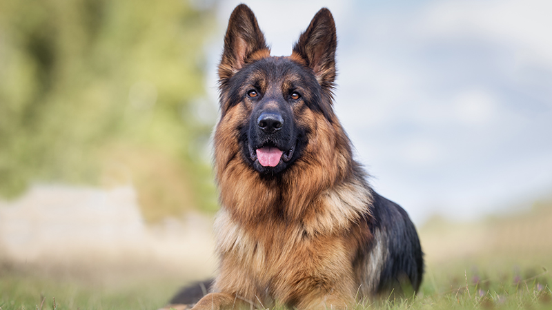 German Shepperd laying in the grass