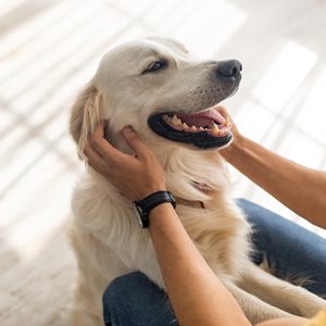 Golden retriever sits with owner.