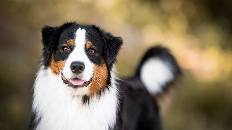 Australian Shepperd