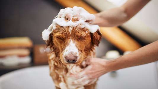 Dog in the bath tub