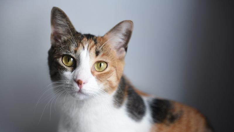 Calico-Cat-Petsecure.jpeg Calico-Cat-Petsecure.jpeg
