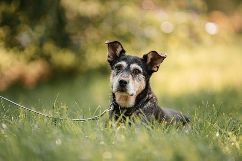 Mixed-Breed-Petsecure.jpeg