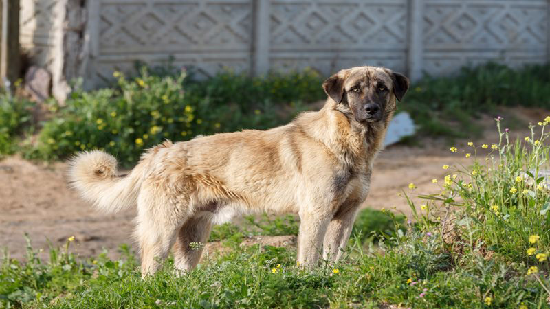 Karabash Karabash