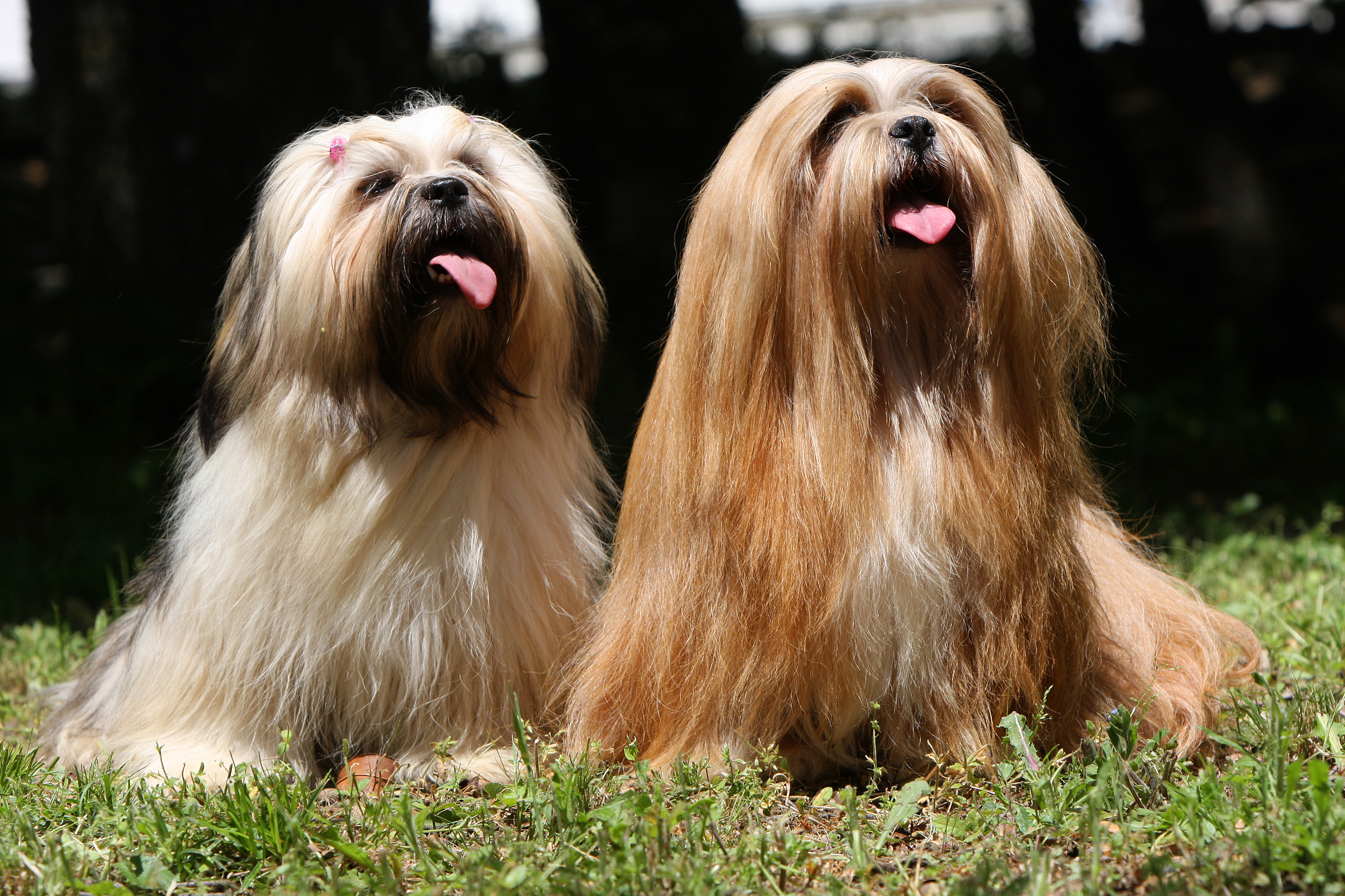 Lhasa Apso: history, care and rundown of this playful protector