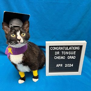 A black and white cat wearing a graduation cap