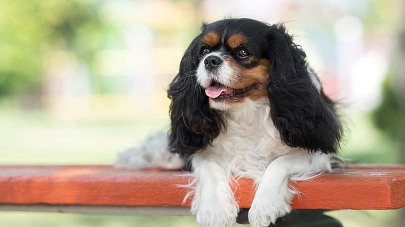 A King Charles Cavalier Spaniel posing on a bench