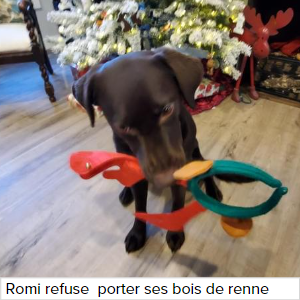 Le top des cadeaux de Noël pour votre chien