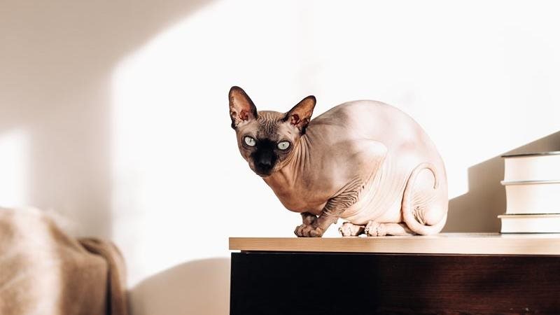 A Sphynx cat sits perched on top of a set of drawers