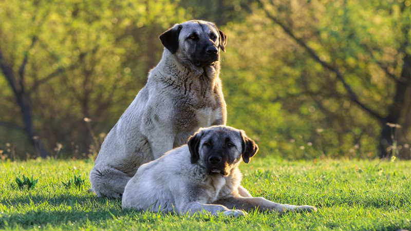 Kangal Kangal