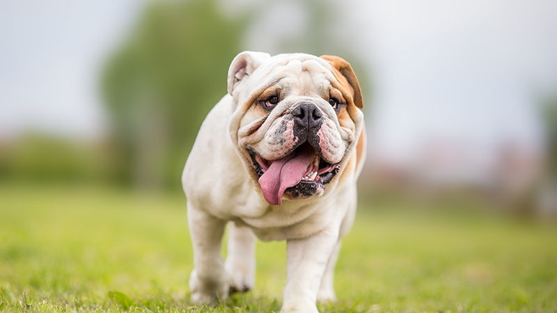 English Bulldog walking in the grass