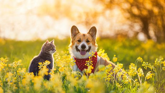 A dog and cat looking happy in the grass.