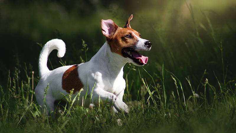 Jack Russel Terrier playing in the grass