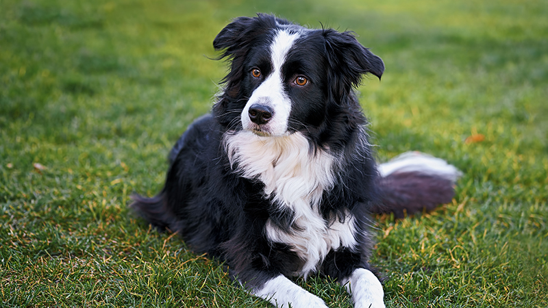 A black and white Australian Shepperd