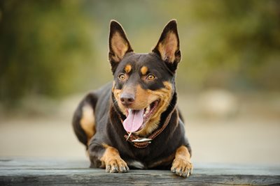 Le kelpie australien : portrait d’un compagnon débordant d’énergie
