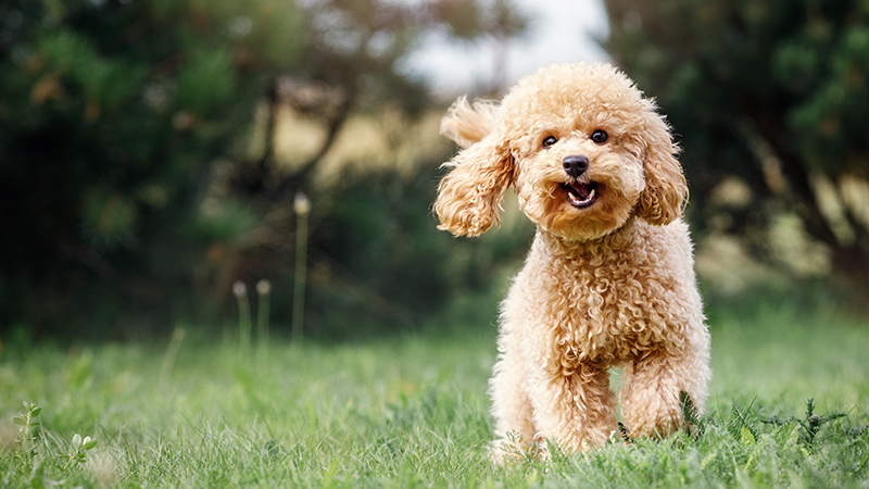 A Mini Poodle playing in the grass