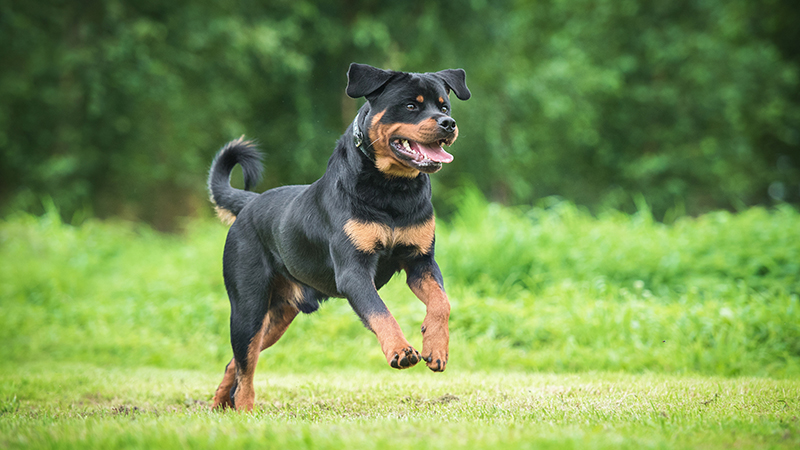 A Rottweiler looking happy running in the grass