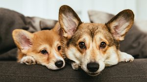 Two corgis relax on a couch