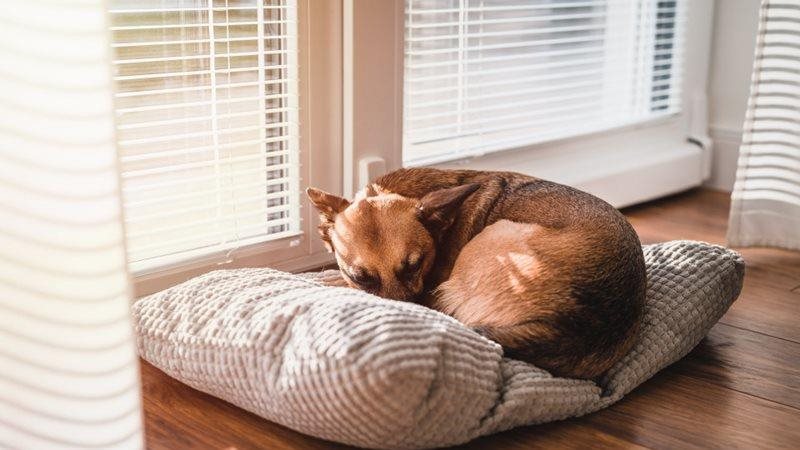The-Croissant-Petsecure.jpeg The-Croissant-Petsecure.jpeg