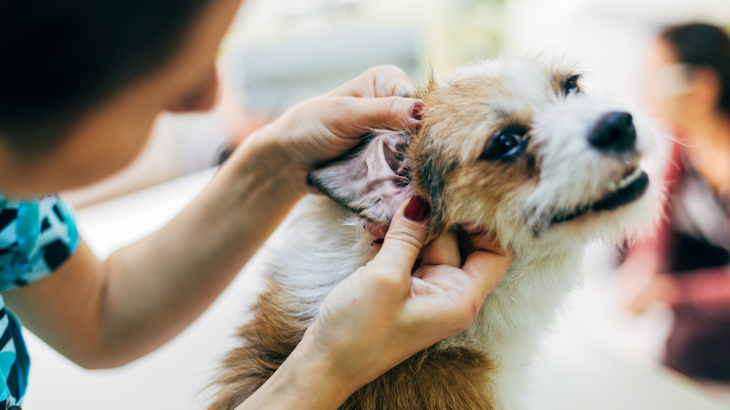 Pensez-vous à inspecter les oreilles de votre chien ou cha