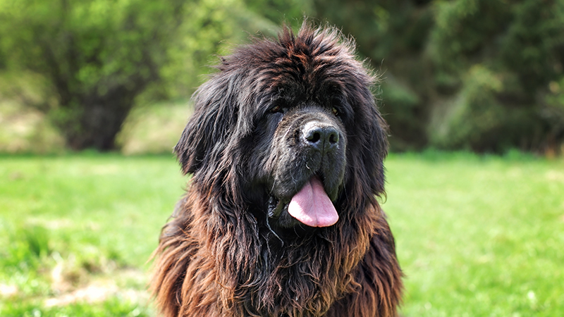 A black Newfoundland