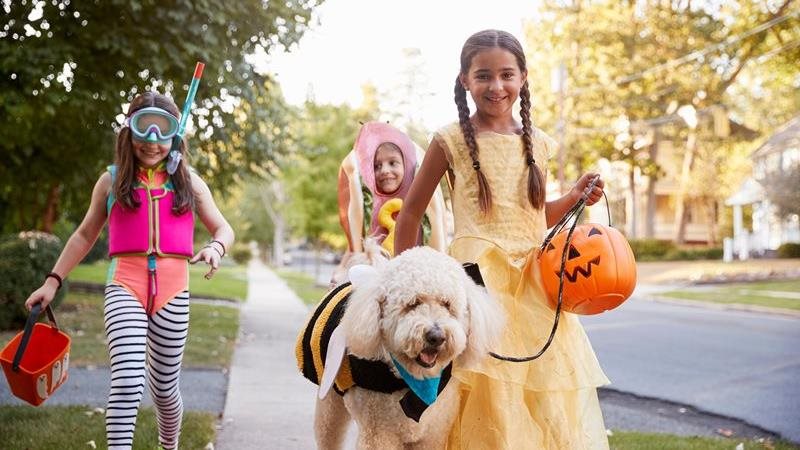 Halloween pet safety tips: keep them safe and healthy
