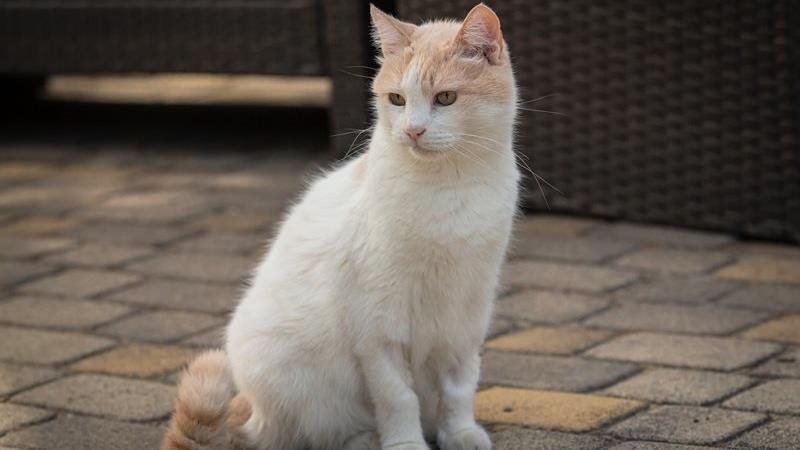 A Turkish Van cat sits on a patio outside