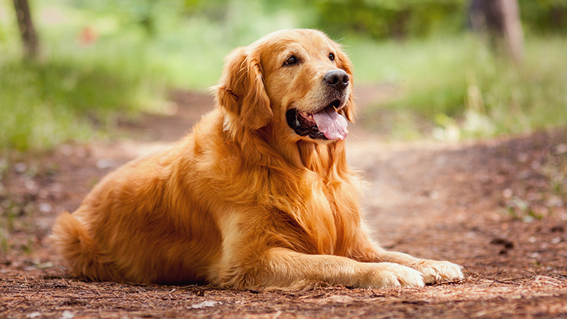 A Golden Retriever looking happy while laying down